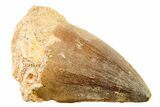 Fossil Mosasaur (Thalassotitan) Tooth - Morocco #341520-1
